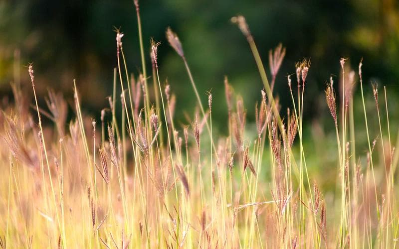 Tardeo musical a Alberic