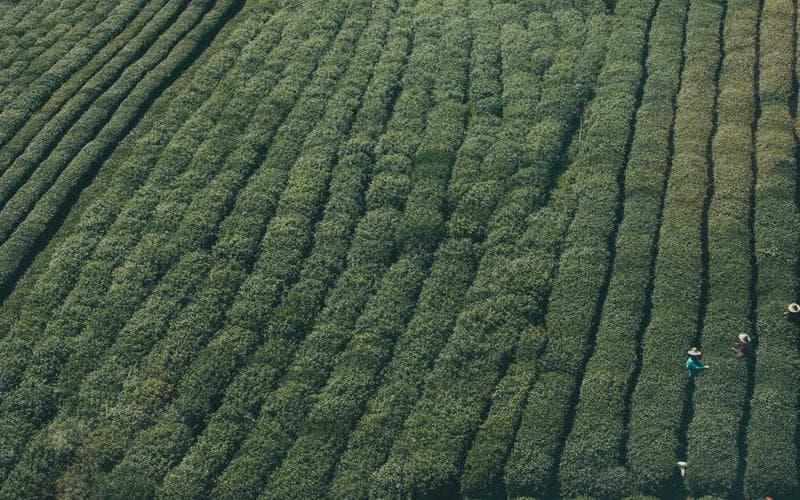 Fira medieval Almussafes