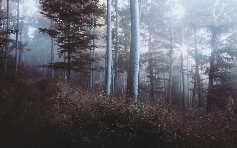 Mercat de segona ma Benetusser