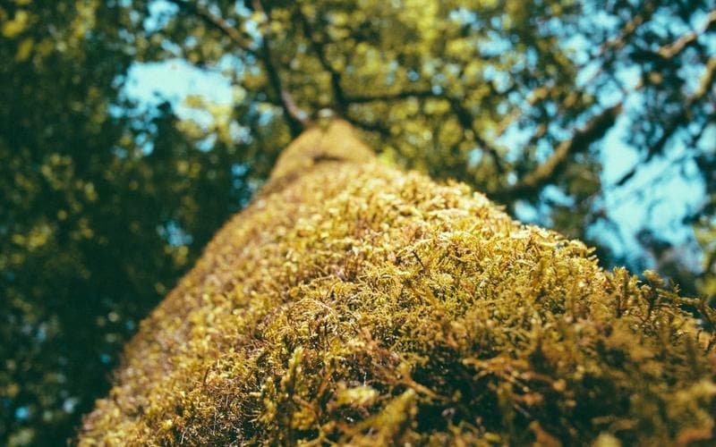 Partit del senior de Benifaió: Balonmano Benifaió vs Carcaixent (Jornada 2)