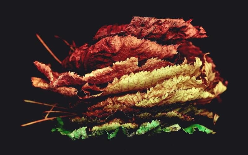 Mostra cultural de Benifaió