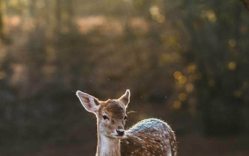 Mostra cultural de Carlet