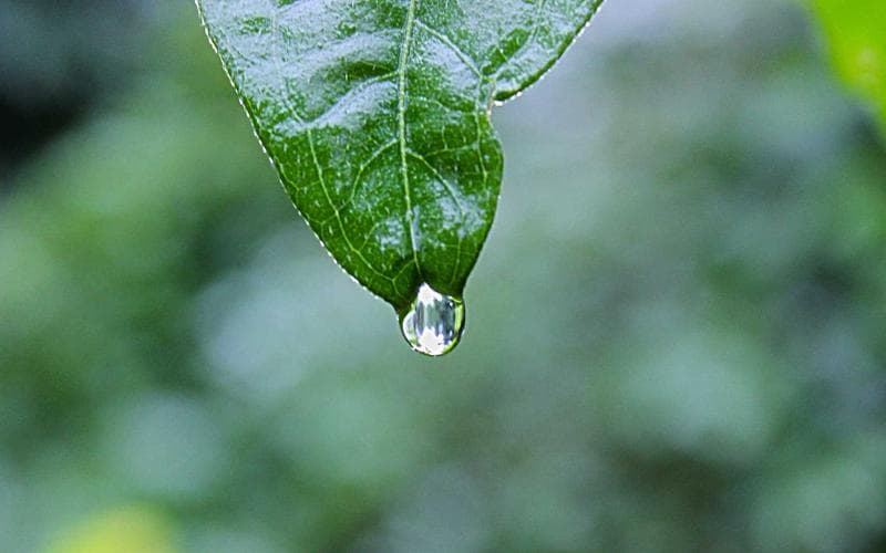 Mostra cultural de Carlet