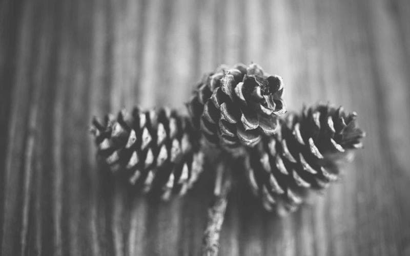 Tardeo musical a Vilanova de Castelló