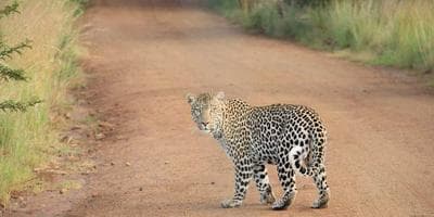 Fan Day: Aficion de Levante UD