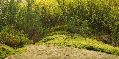 Partido de Golf Pitch & Putt